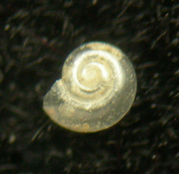 Xylodiscula wareni
